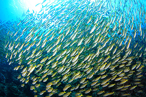 Image / Phuket Marine Guide / Schooling Fish / Bigeye Snapper