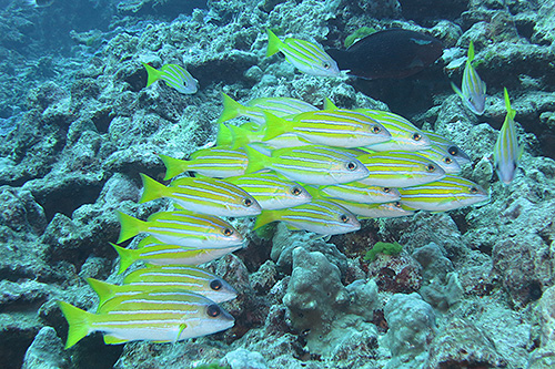Image / Phuket Marine Guide / Schooling Fish / Bluelined Snapper