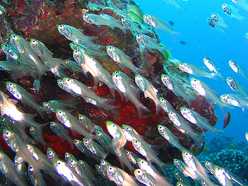 Image / Phuket Marine Guide / Schooling Fish / Glassfish