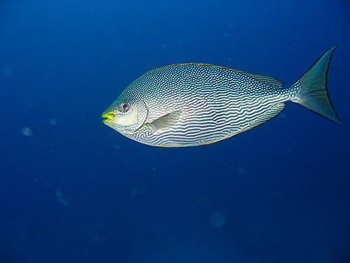 Image / Phuket Marine Guide / Schooling Fish / Java Rabbitfish