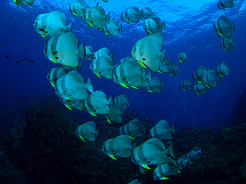 Image / Phuket Marine Guide / Schooling Fish / Longfin Batfish