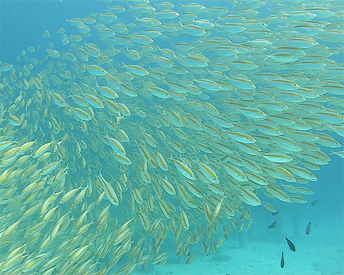 Image / Phuket Marine Guide / Schooling Fish / Oxeye Scad