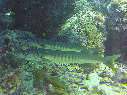 Image / Phuket Marine Guide / Schooling Fish / Pickhandle Barracuda