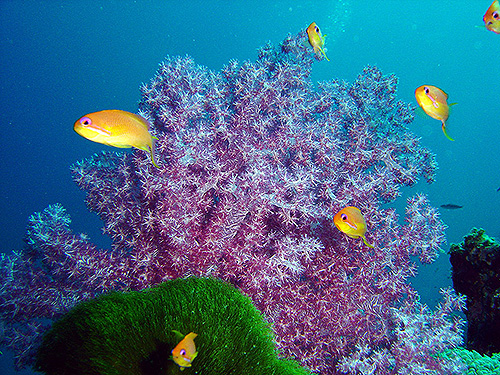 Image / Phuket Marine Guide / Schooling Fish / Sea Goldie