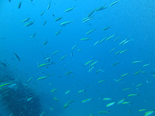 Image / Phuket Marine Guide / Schooling Fish / Yellowband Fusilier