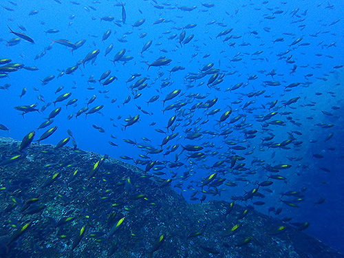 Image / Phuket Marine Guide / Schooling Fish / Yellowdash Fusilier