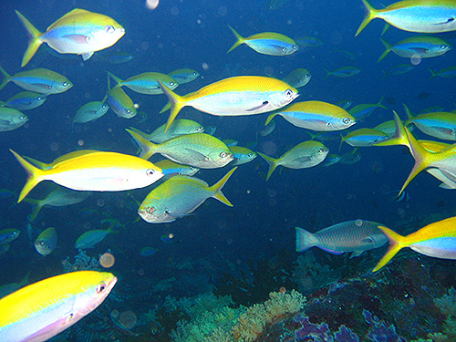 Image / Phuket Marine Guide / Schooling Fish / Yellowback Fusilier