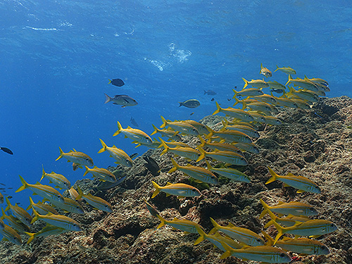 Image / Phuket Marine Guide / Schooling Fish / Yellowfin Goatfish
