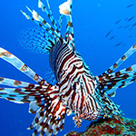 Tropical marine life