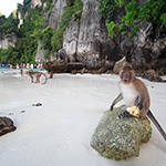 Monkey Beach