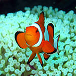 Clownfish