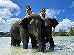 elephant-swim-5