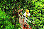 Flying Hanuman Zipline #3
