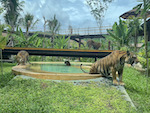 tiger_park_10