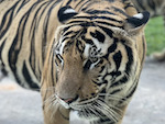 tiger_park_11