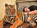 tiger-kingdom-2